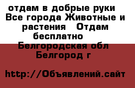 отдам в добрые руки - Все города Животные и растения » Отдам бесплатно   . Белгородская обл.,Белгород г.